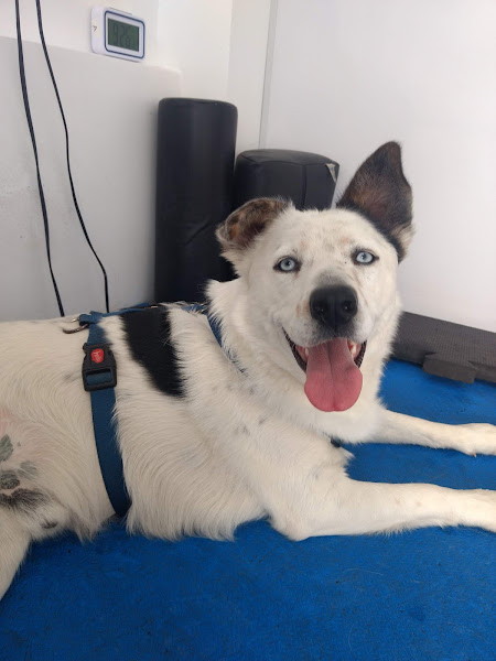 Foto 6 PetClin Centro Médico Veterinário - Dr. César Lunardi