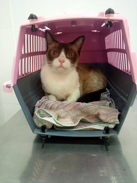 Clínica Veterinária LA Vet | Cajuru