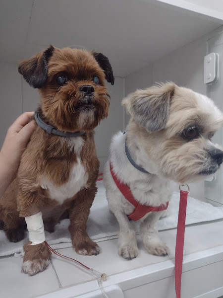 Foto 1 Policlínica Veterinária Mazzarollo