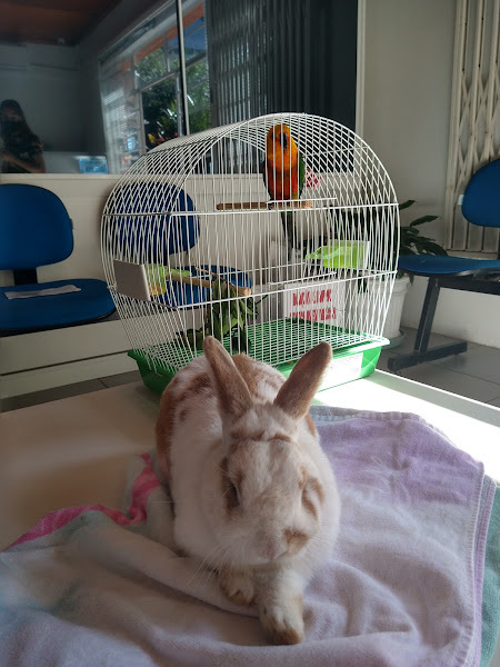 Vida Livre Medicina de Animais Selvagens