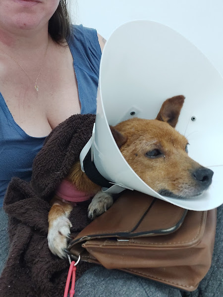 Bolt Clínica Veterinária