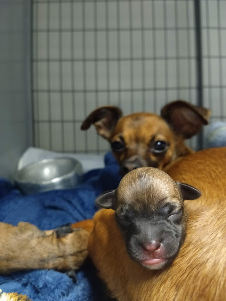 Foto 2 Bolt Clínica Veterinária