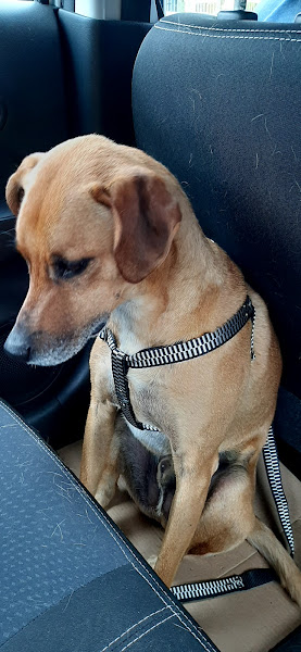 Foto 1 Portal dos Bichos