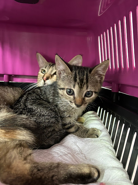 Foto 1 Bom Jesus Clínica Veterinária