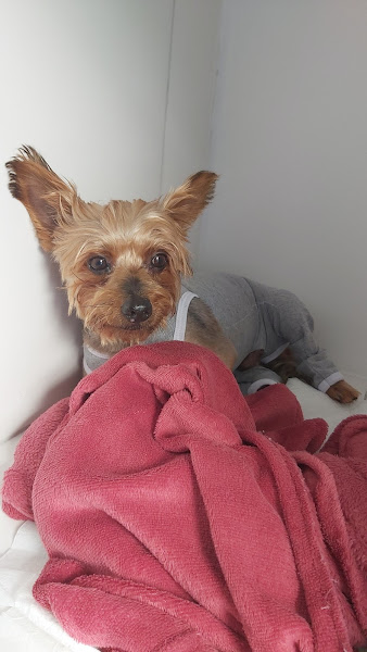 Foto 2 Bom Jesus Clínica Veterinária