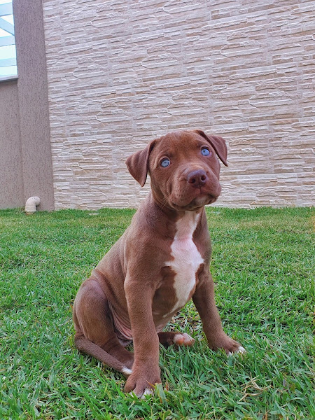 Foto 1 Clínica Veterinária São Benedito