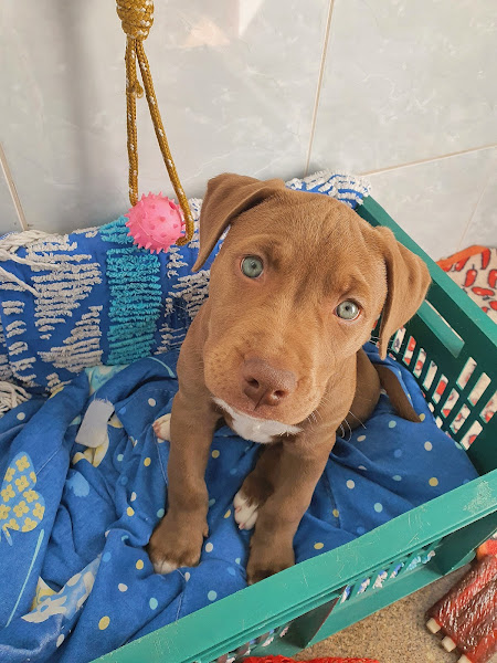 Foto 2 Clínica Veterinária São Benedito