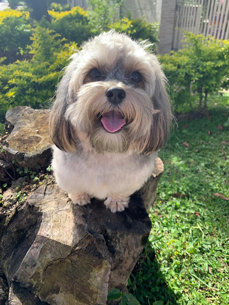 Foto 1 Consultório de Veterinária Dra Marilize Furtado