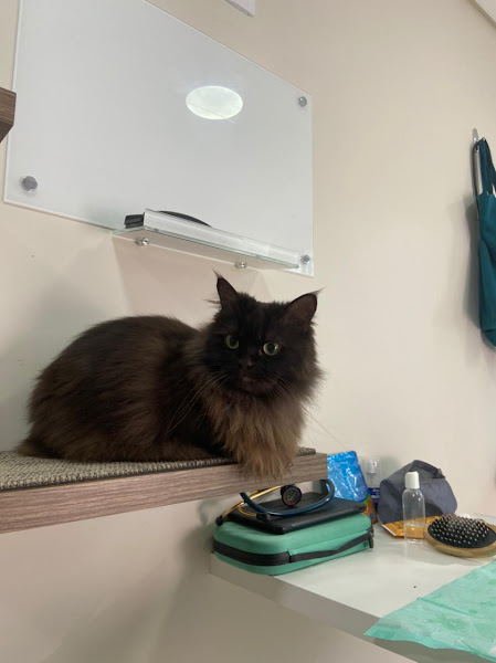 Foto 1 Dra.Gatos - Atendimento veterinário exclusivo para gatos em domicílio
