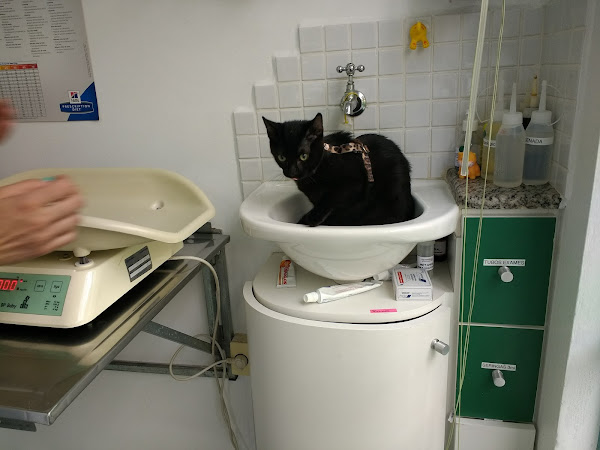 Foto 1 Mania de Gato