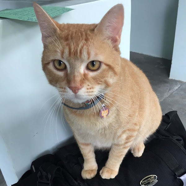 Foto 2 Mania de Gato