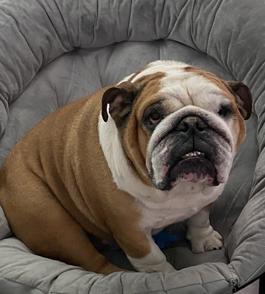 Foto 1 Vet Society - Veterinário em Curitiba