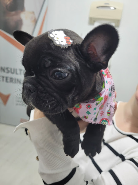 Foto 2 Vet Society - Veterinário em Curitiba