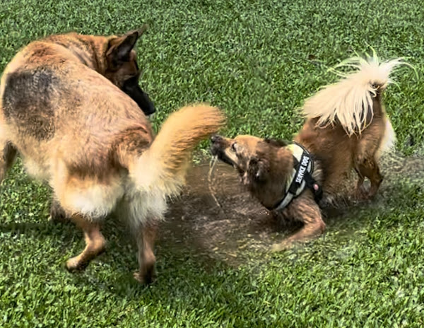 Foto 1 HOSPITAL VETERINARIO PRONTOVET