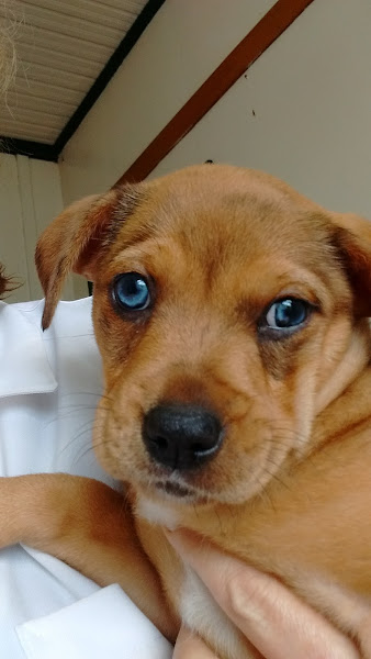 Foto 2 Climevet Veterinária Cães Gatos Grandes Animais