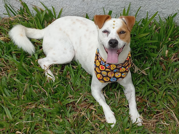 Foto 3 Climevet Veterinária Cães Gatos Grandes Animais