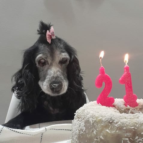 Veterinária Cachoeira