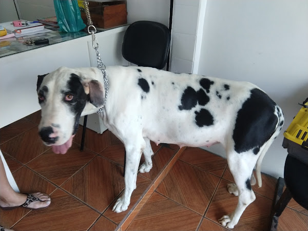 Foto 2 Veterinária Cachoeira