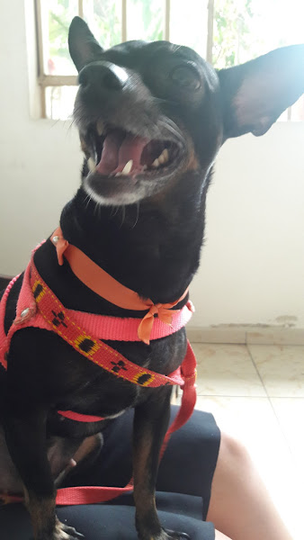 Veterinária São Judas Tadeu