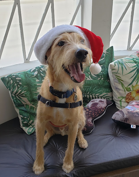 Foto 2 Inove Saúde Animal