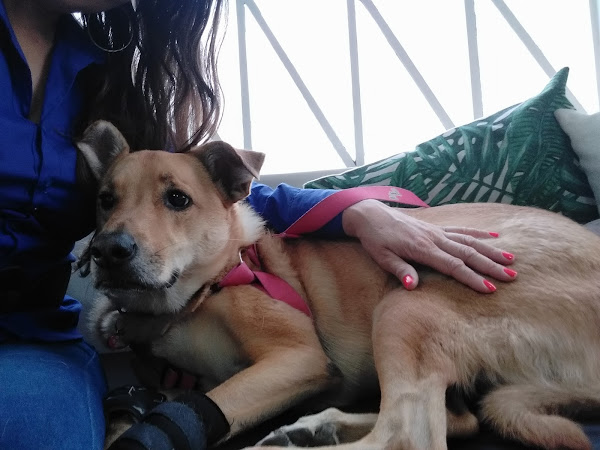 Foto 3 Inove Saúde Animal