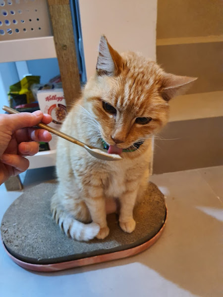 Foto 1 Odontocão Odontologia Veterinária