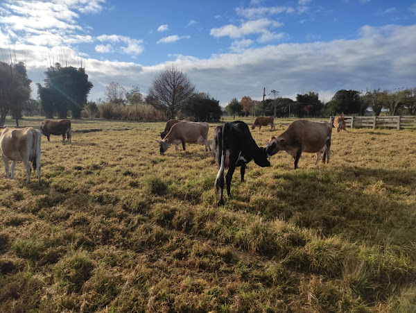 Toca dos Bichos consultório Veterinário