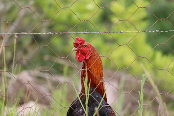 Foto 1 Toca dos Bichos consultório Veterinário