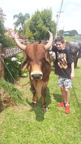 Foto 2 Toca dos Bichos consultório Veterinário