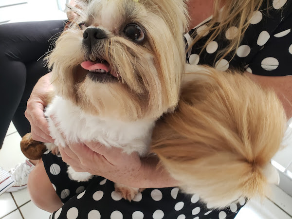 Foto 2 Vet Center Champagnat