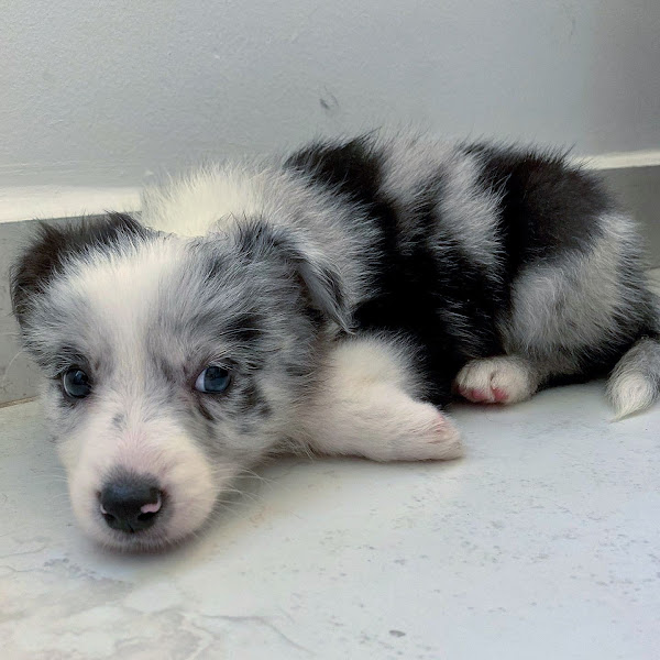 Foto 1 DiagVet - Internamento e Diagnóstico Veterinário Avançado