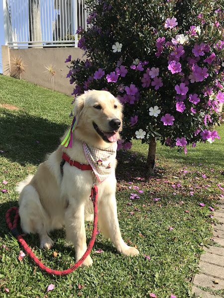 Foto 2 Pet Inside - Ultrassonografia Veterinária