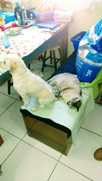 Foto 4 Pet Shop e Veterinária Dálmata