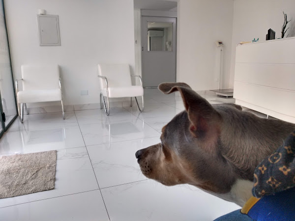 Foto 2 Hospital Veterinário Central 24 Horas