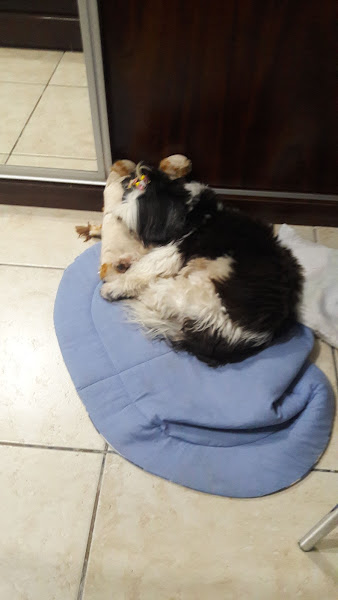 Adestramento de Cães em Domicílio