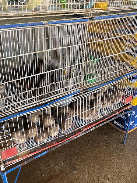 Foto 1 Paranoá Rural Agropecuária