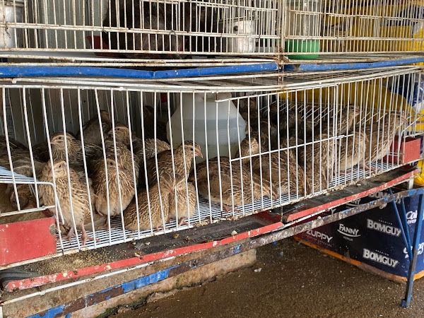 Foto 2 Paranoá Rural Agropecuária Foto 2 Paranoá Rural Agropecuária