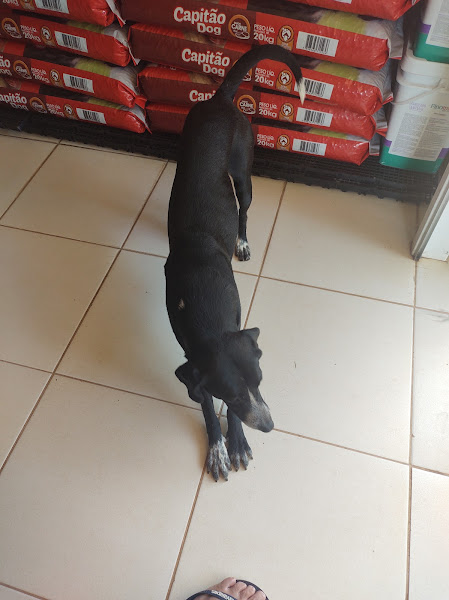 Foto 1 RAÇÃO ANIMAL