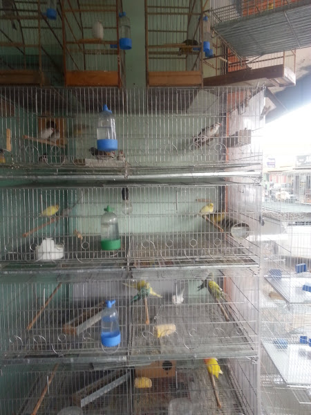 Avicultura Recanto dos Pássaros Avicultura Recanto dos Pássaros