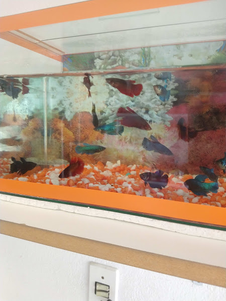 Foto 1 Casa de ração alegria dos pet's