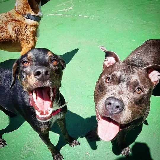 Foto 1 Auau Creche Canina