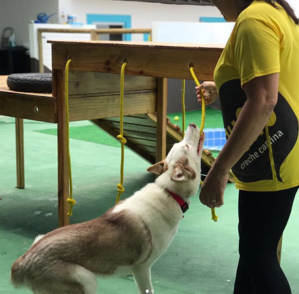 Foto 4 Auau Creche Canina