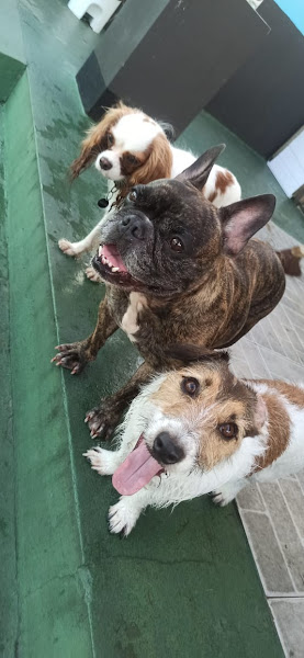 Foto 5 Auau Creche Canina