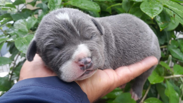 Foto 1 A TIB RAÇÕES