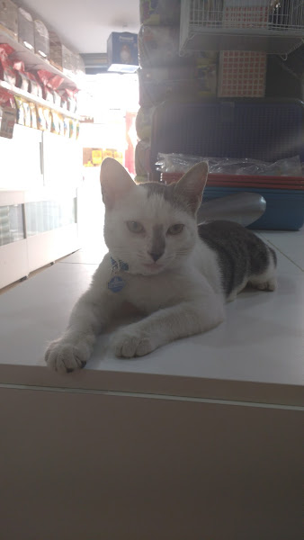 Foto 1 BEIJA FLOR RAÇÕES