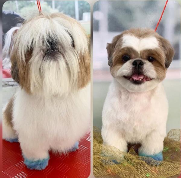 Foto 2 A&A PET SHOW RAÇOES