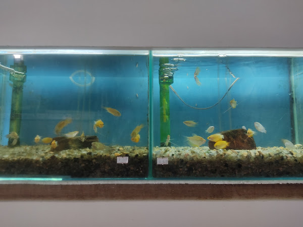 Foto 1 AquaVicio Pet Shop