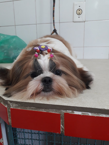 Foto 2 Pet Shop House