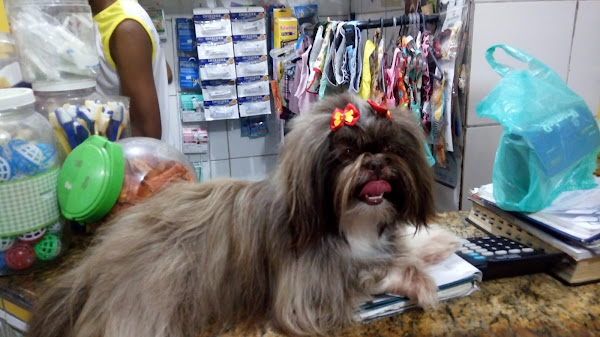 Foto 5 Pet Shop House