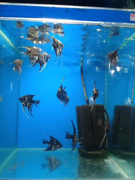 Foto 1 Tetra Aquárius & Pet